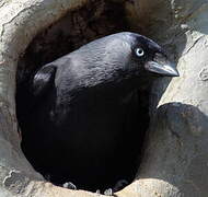 Western Jackdaw