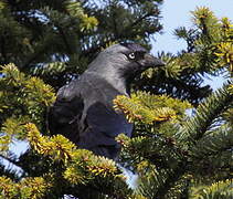 Western Jackdaw