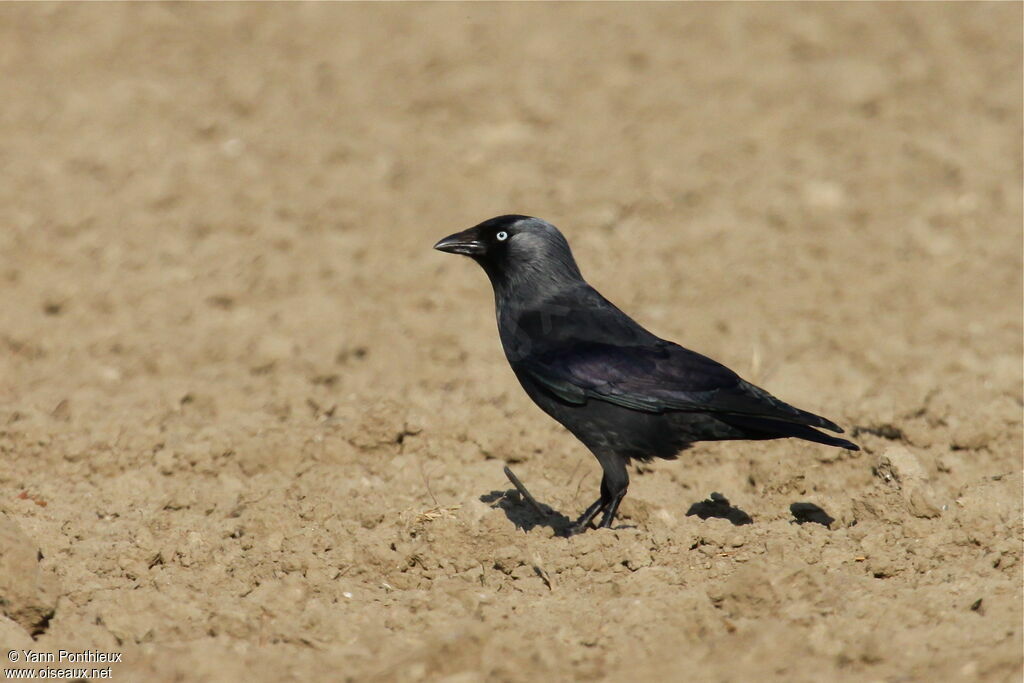 Western Jackdaw