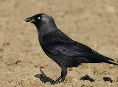 Western Jackdaw