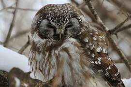 Boreal Owl