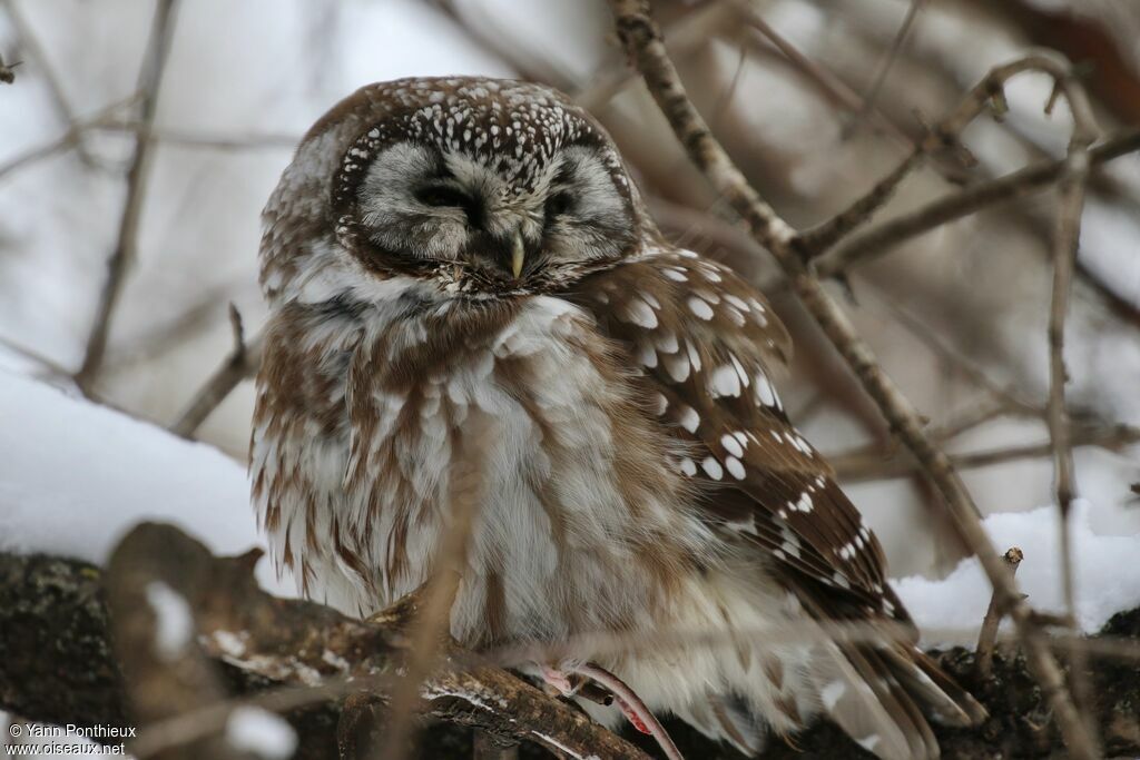 Boreal Owl