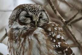 Boreal Owl