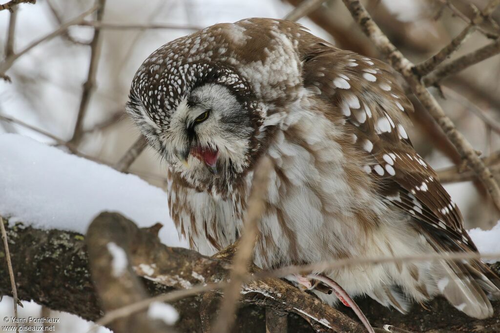 Boreal Owl