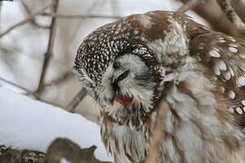 Boreal Owl