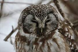 Boreal Owl