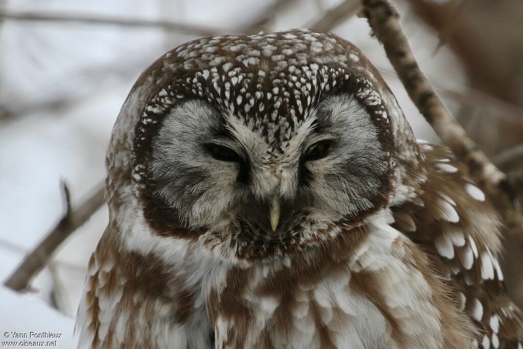 Boreal Owl, close-up portrait