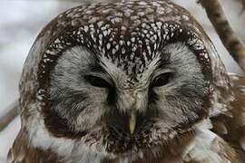 Boreal Owl