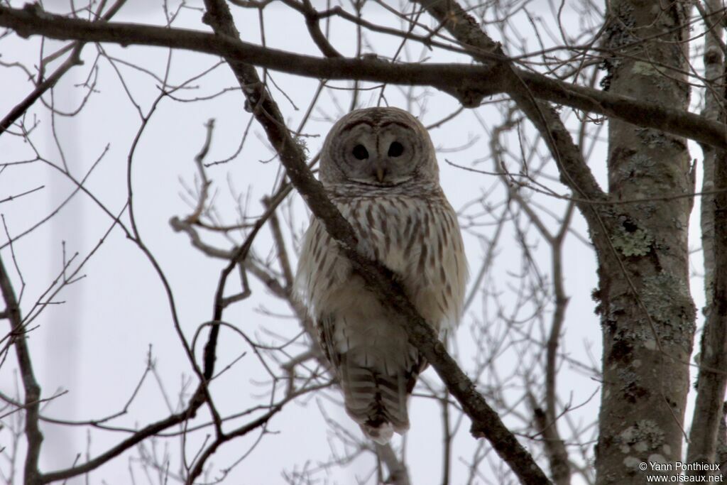 Barred Owl