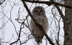 Barred Owl