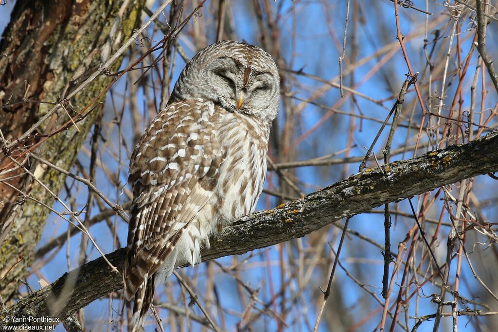 Barred Owl