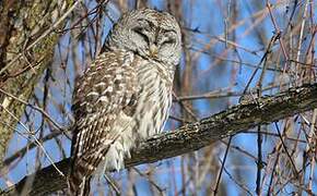 Barred Owl