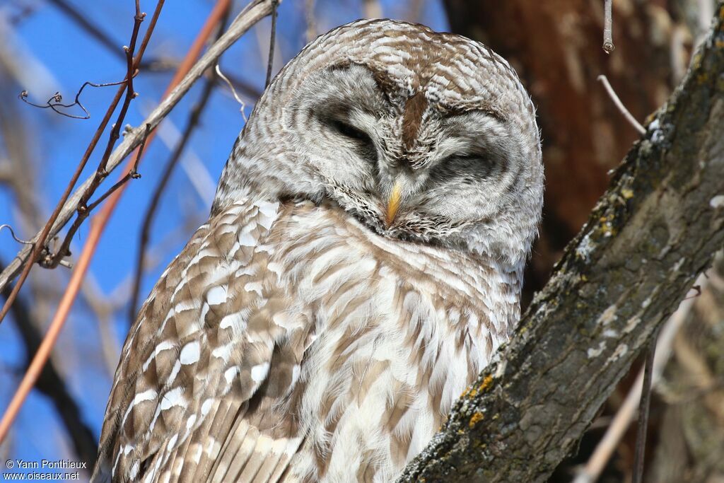 Barred Owl