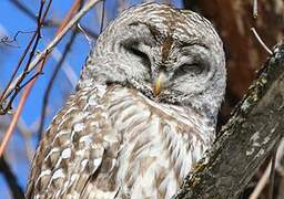 Barred Owl