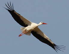 White Stork