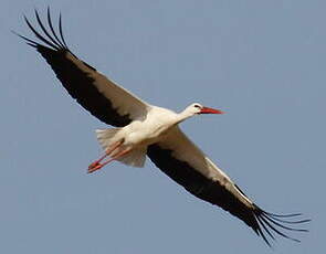 Cigogne blanche