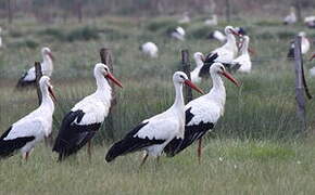 White Stork