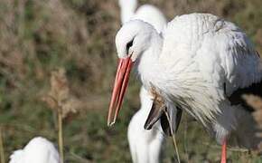 White Stork