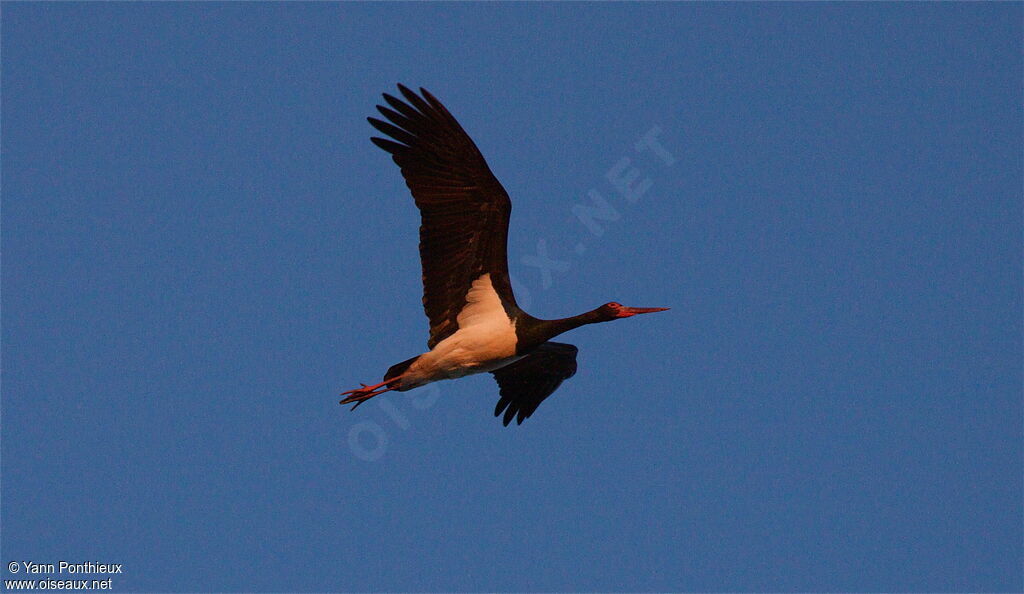 Cigogne noire