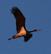 Black Stork