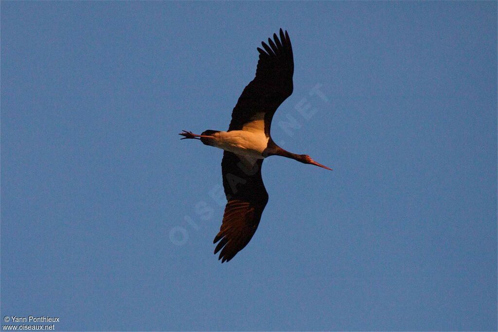 Black Stork