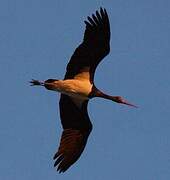 Black Stork