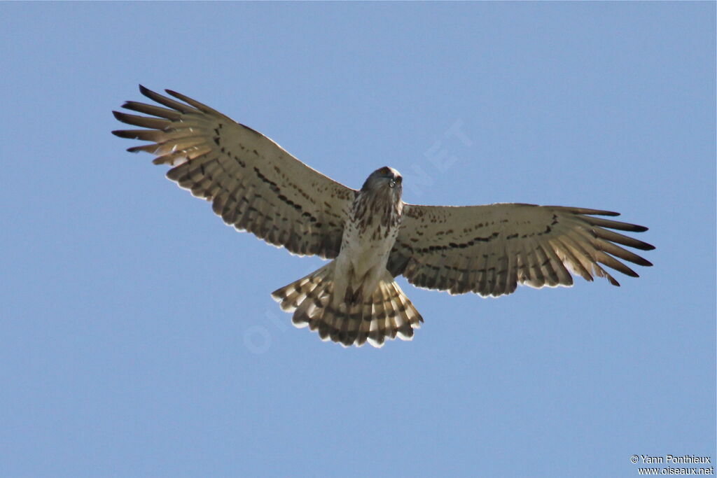 Short-toed Snake Eagle