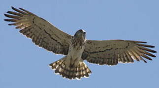 Short-toed Snake Eagle