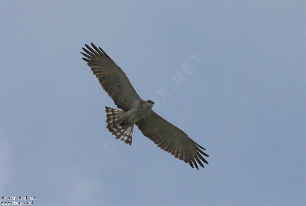 Short-toed Snake Eagle, Flight