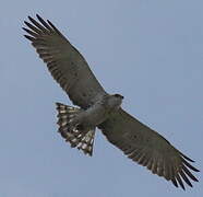 Short-toed Snake Eagle