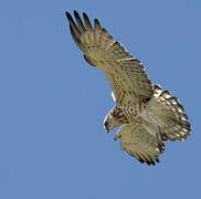 Short-toed Snake Eagle