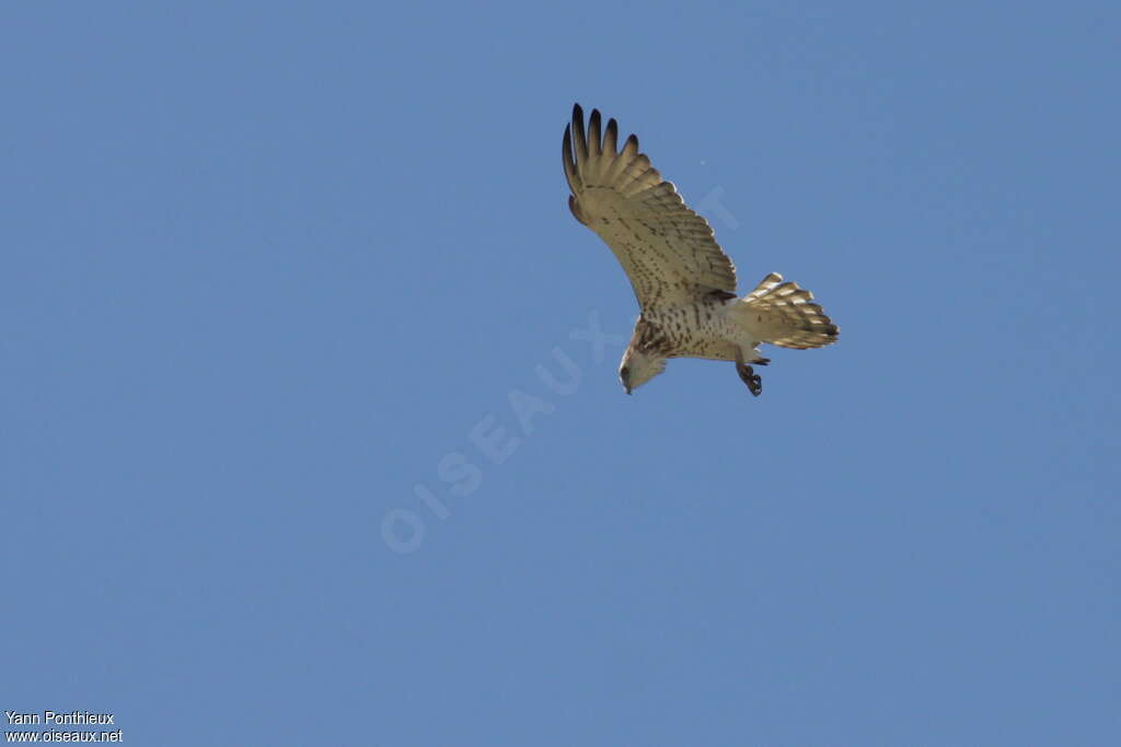 Short-toed Snake Eagleimmature, Flight, fishing/hunting