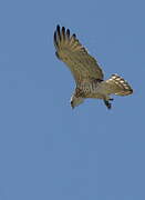 Short-toed Snake Eagle