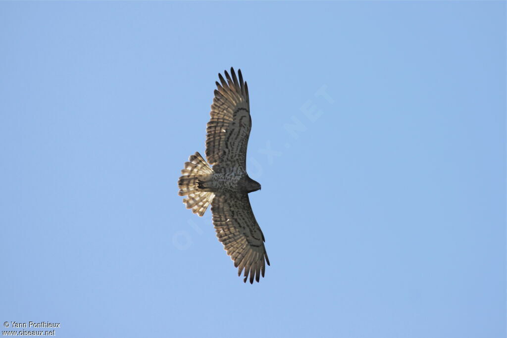 Short-toed Snake Eagle