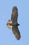 Short-toed Snake Eagle