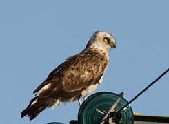 Short-toed Snake Eagle