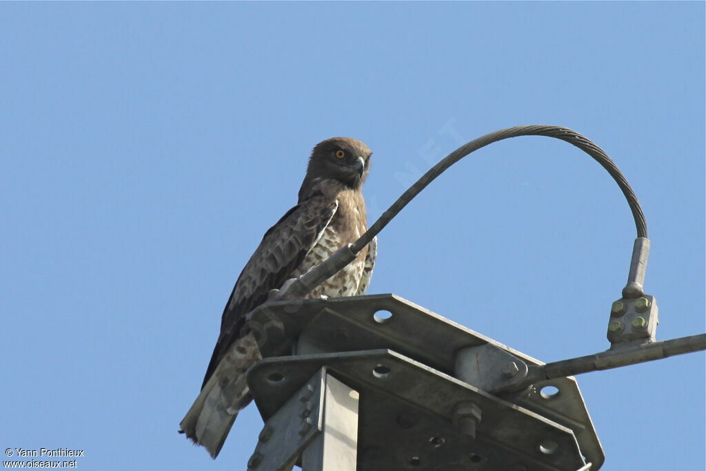 Short-toed Snake Eagle