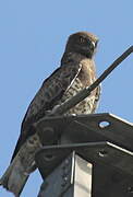 Short-toed Snake Eagle