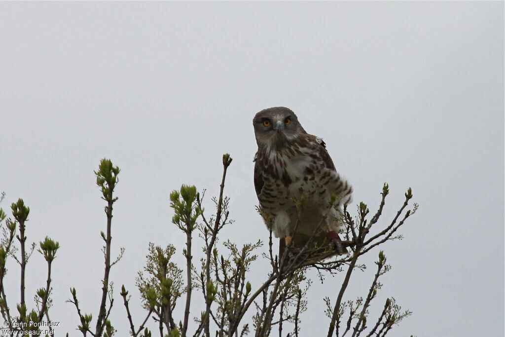 Short-toed Snake Eagle