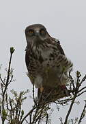 Short-toed Snake Eagle