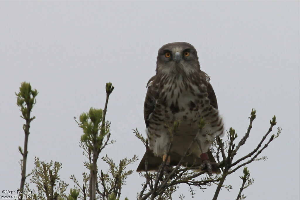 Short-toed Snake Eagle