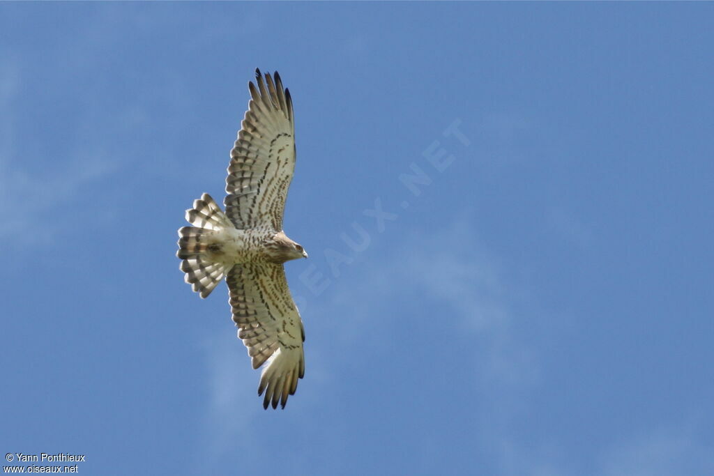 Short-toed Snake Eagle