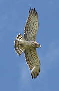 Short-toed Snake Eagle