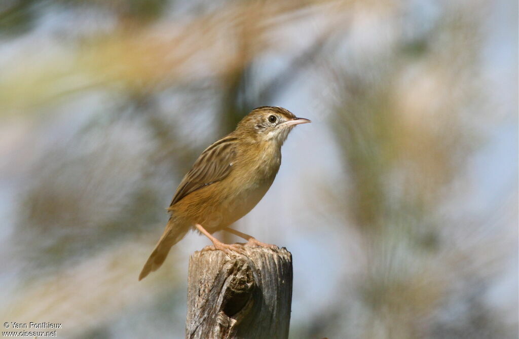 Zitting Cisticola