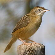 Zitting Cisticola