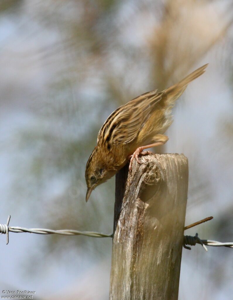 Zitting Cisticola