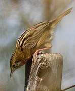 Zitting Cisticola