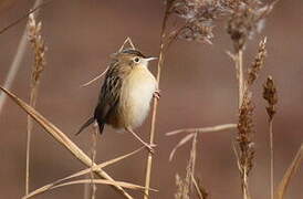 Zitting Cisticola