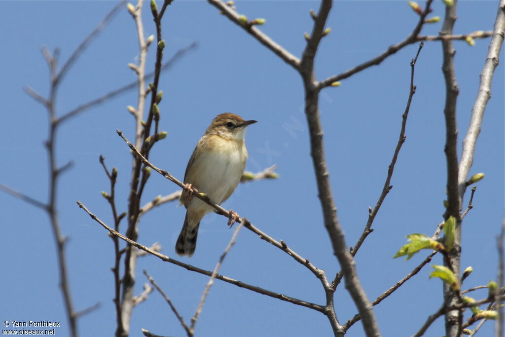 Zitting Cisticolaadult breeding