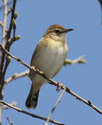 Zitting Cisticola